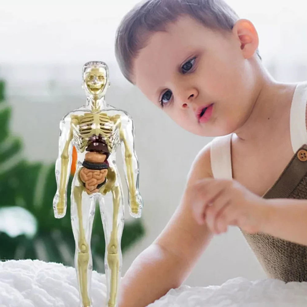 Belro 3D human body torso model for kids, anatomy skeleton educational toy, showing detailed internal structure and bones.
