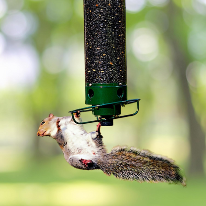 Belro squirrel-proof bird feeder hanging outdoors, designed to prevent squirrel access, ideal for garden bird watching.