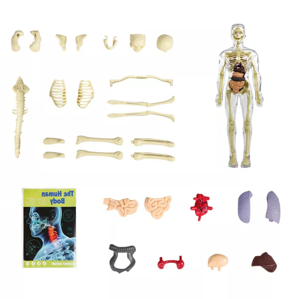 Belro 3D human body torso model for kids, anatomy skeleton educational toy, showing internal bones and organs in vibrant colors