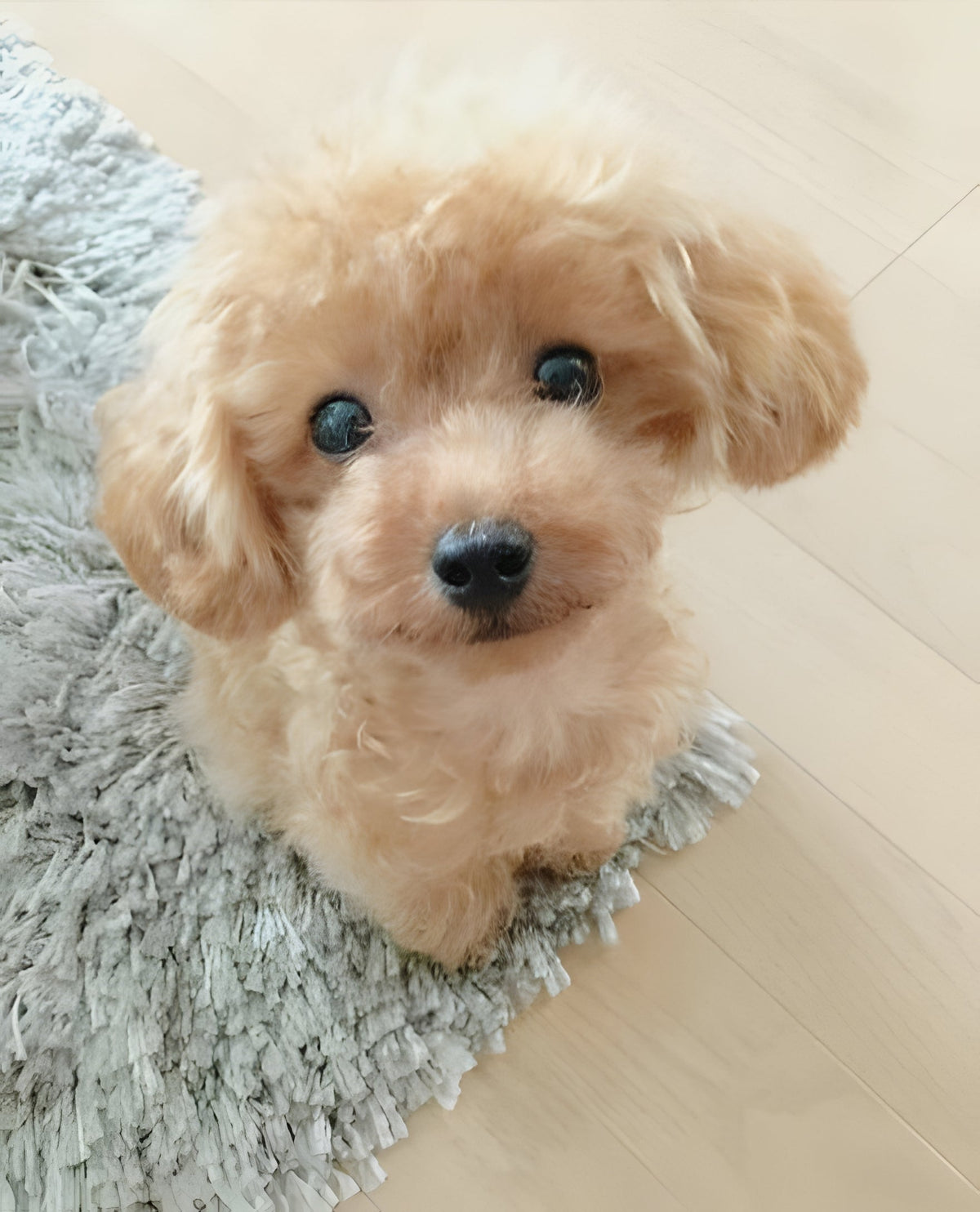 Realistic plush teddy dog Lucky by Belro, a soft and lifelike stuffed puppy for pet lovers and cuddly companionship.