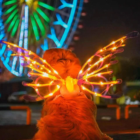 Colorful LED fairy wings costume for kids and adults by Belro, featuring vibrant, glowing wings perfect for costumes and dress-up.