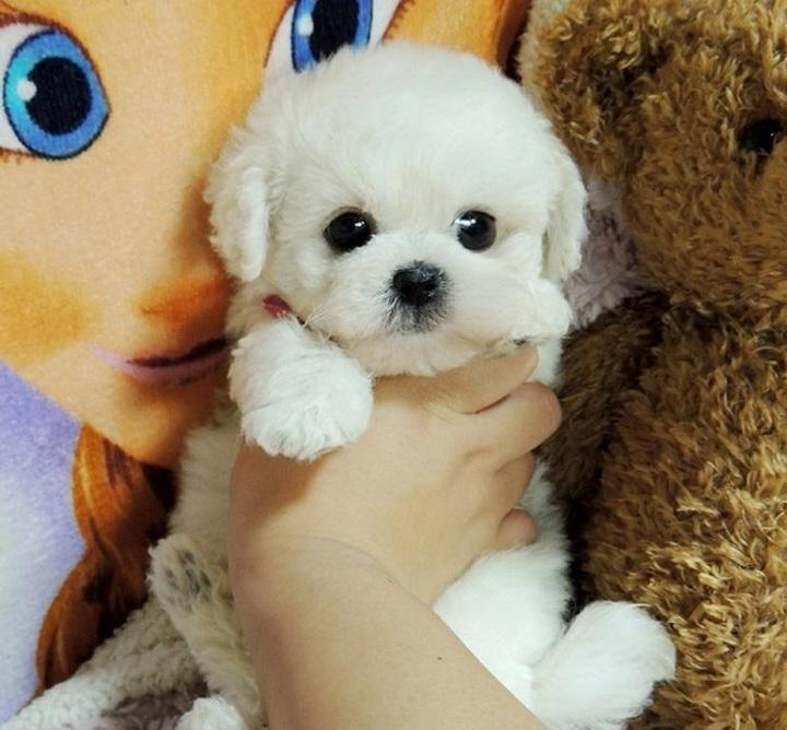 Realistic plush Teddy Dog Lucky by Belro, a soft and lifelike stuffed puppy for pet lovers and cuddly companionship.