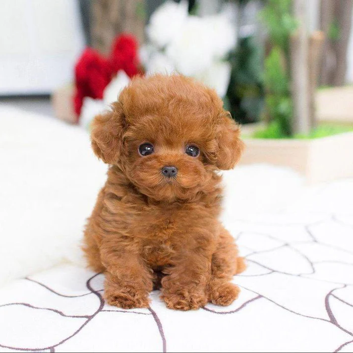 Realistic plush Teddy Dog named Lucky by NordisHome, soft and cuddly pet toy for kids and collectors, detailed and lifelike.