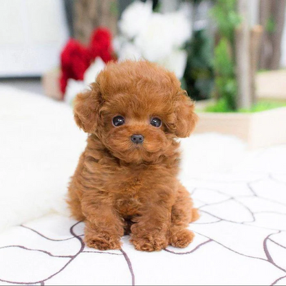 Realistic plush Teddy Dog named Lucky by NordisHome, soft and cuddly pet toy for kids and collectors, detailed and lifelike.