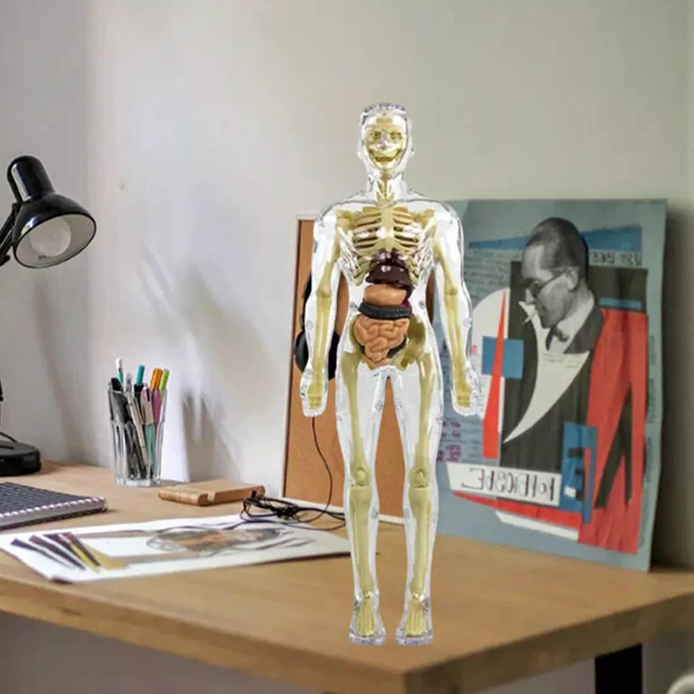 Belro 3D human body torso model for kids, anatomy skeleton educational toy, showing detailed skeletal structure and internal organs.