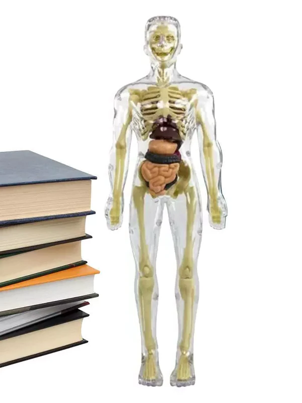 Belro 3D human body torso model for kids, anatomy skeleton, detailed educational clothing model for children.