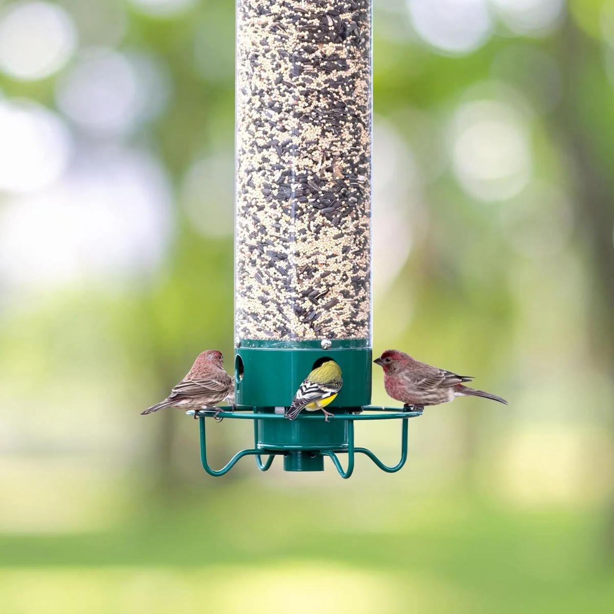 Belro squirrel-proof bird feeder hanging outdoors, designed to prevent squirrels from accessing bird food.