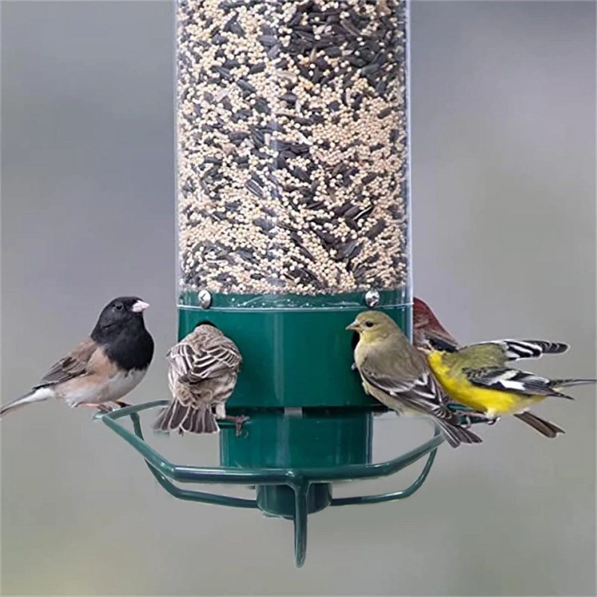 Belro squirrel-proof bird feeder hanging outdoors, designed to prevent squirrels from accessing bird food in a home and garden decor setting.