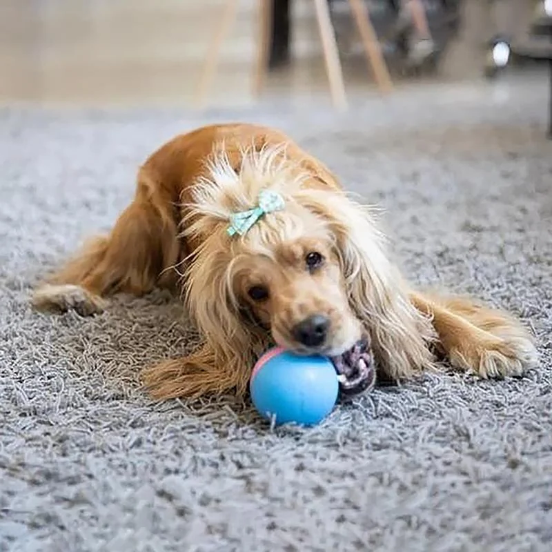 Belro Magic Ball Pet Motion Toy for cats, featuring a colorful spinning ball designed to entertain and engage feline pets.