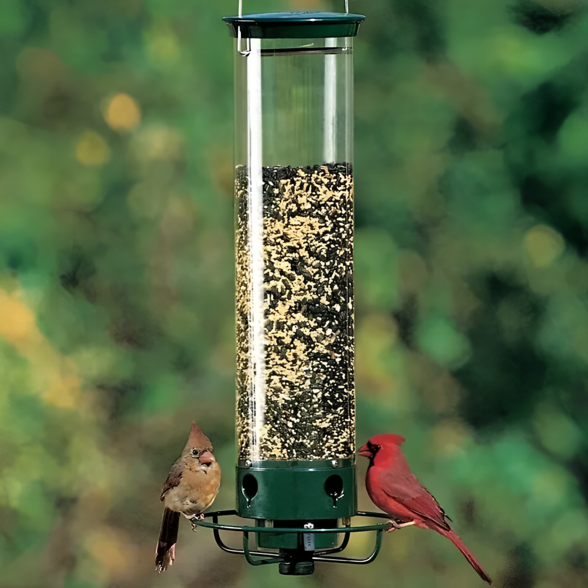Belro squirrel-proof bird feeder hanging outdoors, designed for birdwatching and garden decor, with protective features to keep squirrels out.