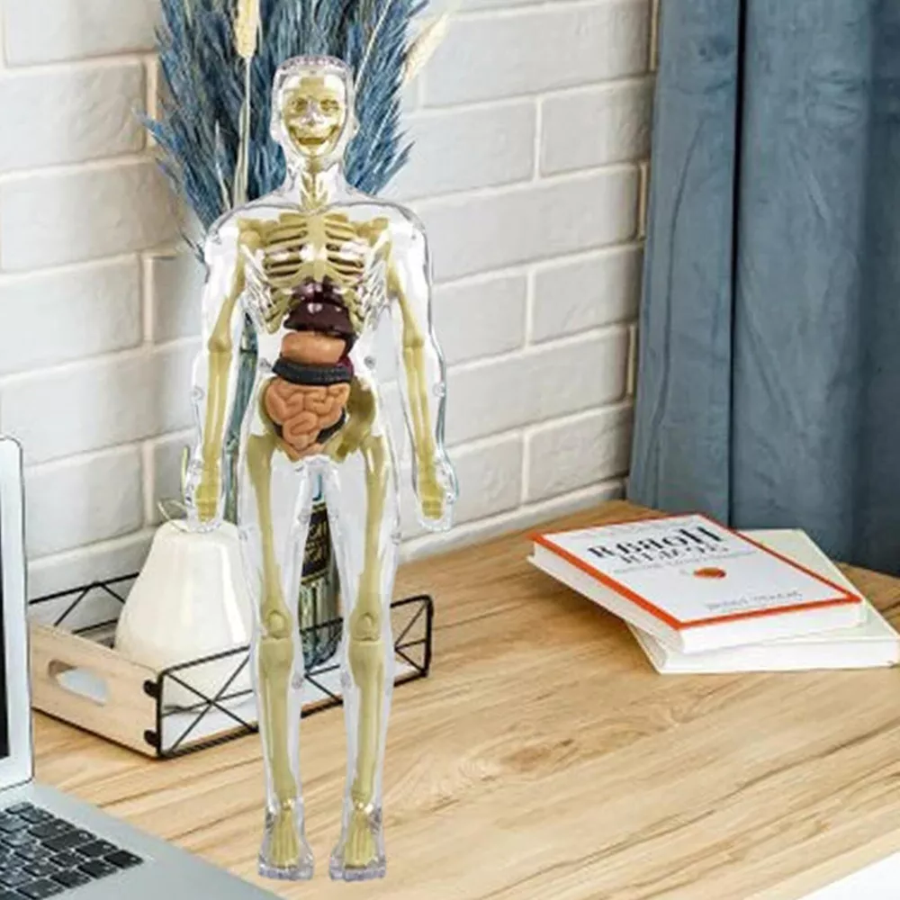 Belro 3D human body torso model for kids, anatomy skeleton display, suitable for educational clothing and anatomy learning.